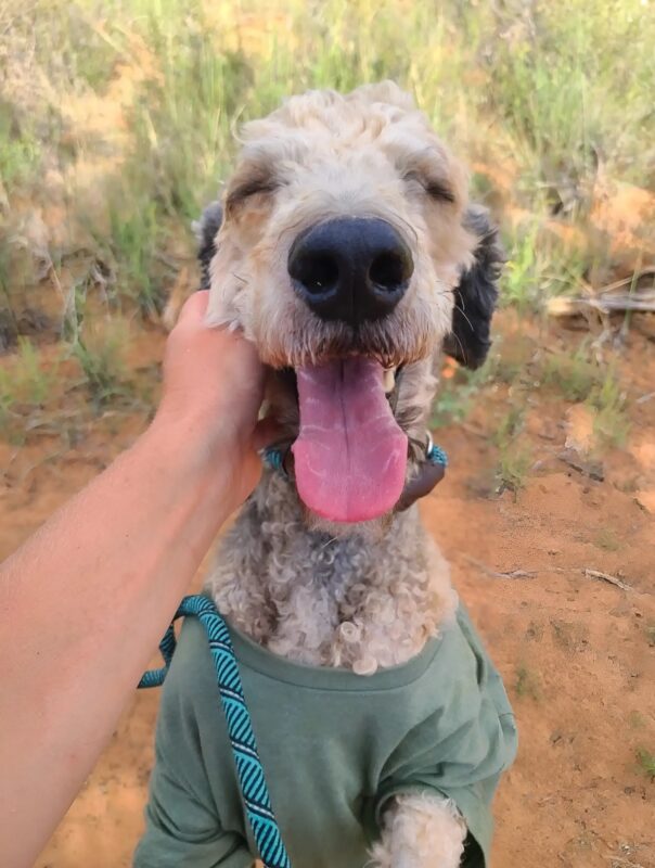 Vastag csomók alól kibújva egy szívszorító mosolyig: egy labradoodle rák hihetetlen megmentése.