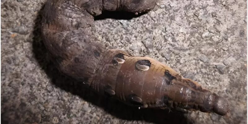 Azt hitte, hogy egy kígyót fedezett fel... de ez a természet egy csodálatos trükkje volt, a valóság azonban teljesen más volt.