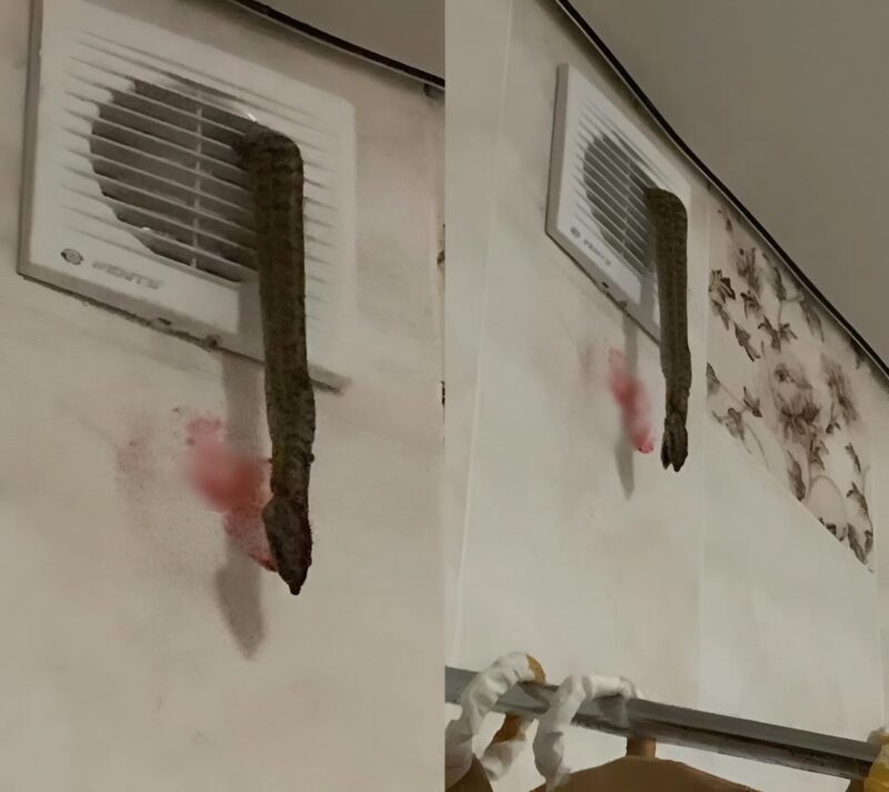 Ma reggel valami lógott a szellőzőnyílásomból, odamentem megnézni, mi az, és rémülten megdermedtem.