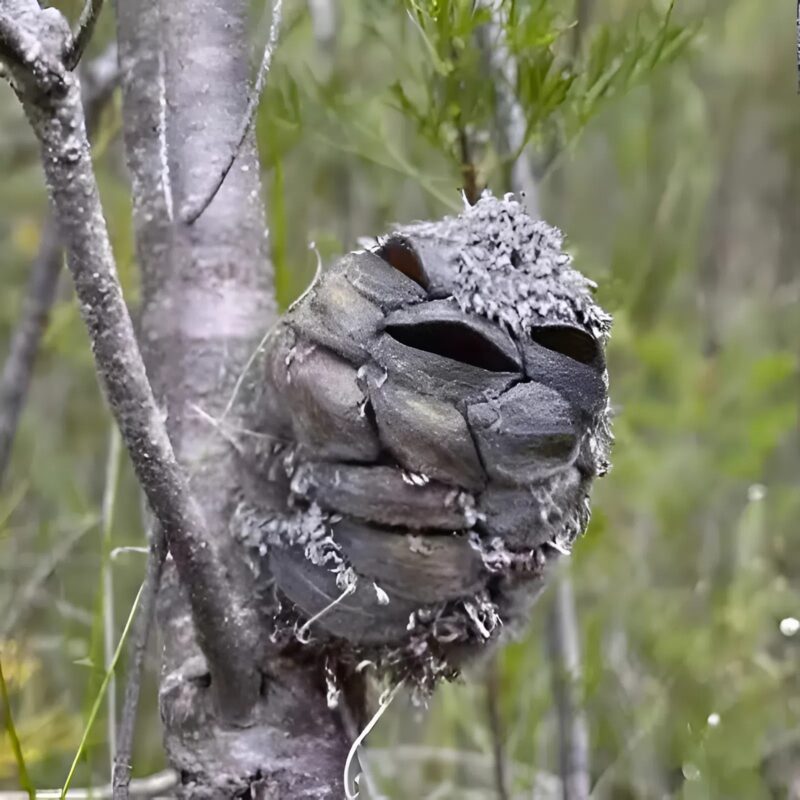 Láttam ezt a furcsa dolgot Ausztráliában, és elámultam, amikor megtudtam, mi az. El sem tudod képzelni.