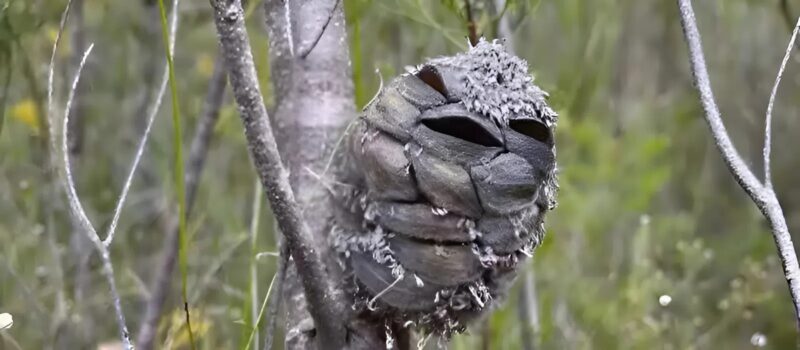 Láttam ezt a furcsa dolgot Ausztráliában, és elámultam, amikor megtudtam, mi az. El sem tudod képzelni.