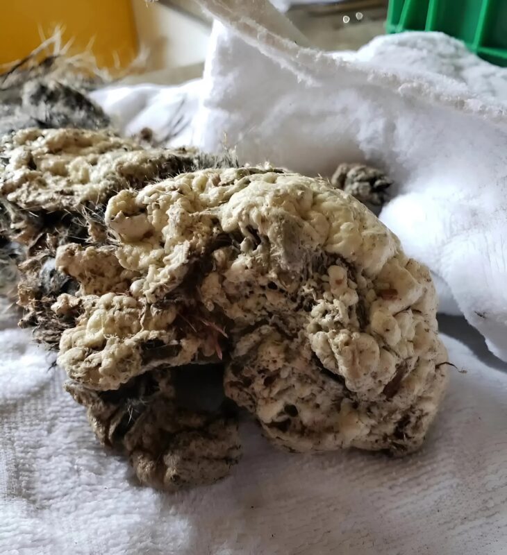 Tizenévesek találtak egy lényt az autójuk alatt, és hihetetlen történetet éltek át. Szerinted mi lehetett az?