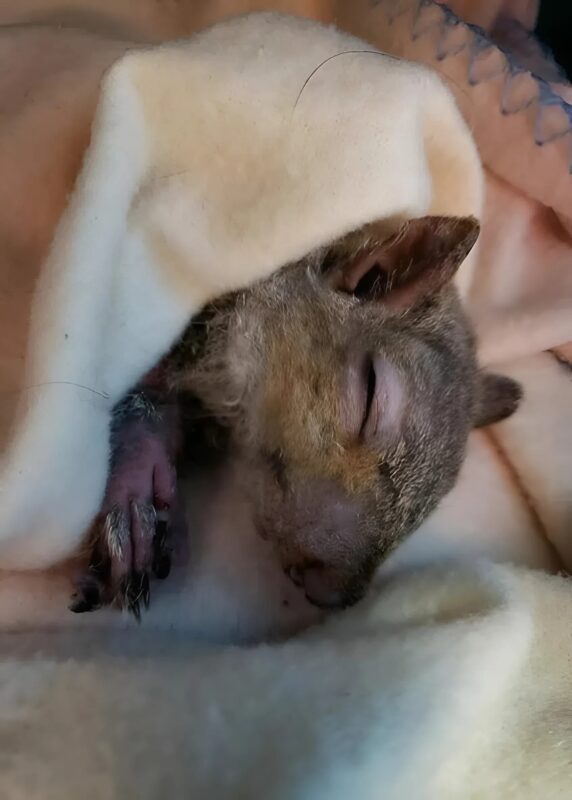 Tizenévesek találtak egy lényt az autójuk alatt, és hihetetlen történetet éltek át. Szerinted mi lehetett az?