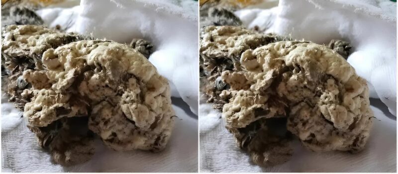 Tizenévesek találtak egy lényt az autójuk alatt, és hihetetlen történetet éltek át. Szerinted mi lehetett az?