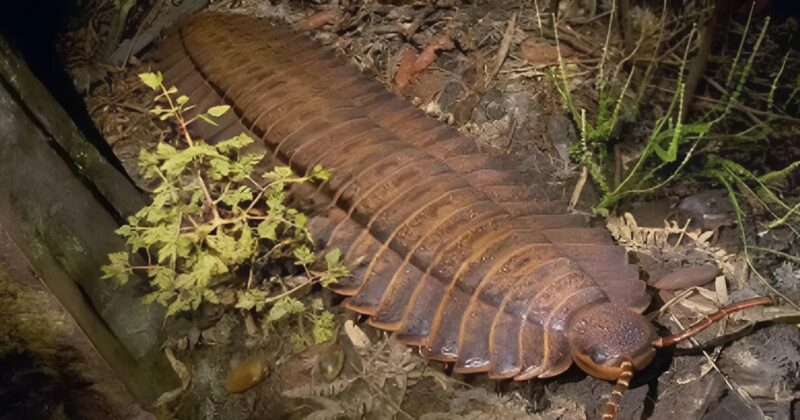 Az Arthropleura, egy akár 2,7 méter hosszúra is megnőhetett élőlény, a valaha ismert legnagyobb ízeltlábú volt, értéke pedig minden képzeletet felülmúl.