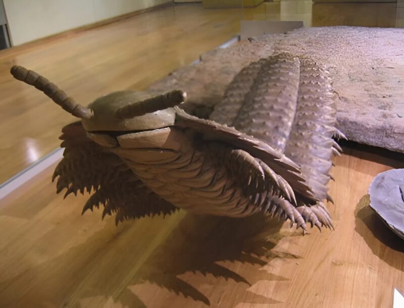 Az Arthropleura, egy akár 2,7 méter hosszúra is megnőhetett élőlény, a valaha ismert legnagyobb ízeltlábú volt, értéke pedig minden képzeletet felülmúl.