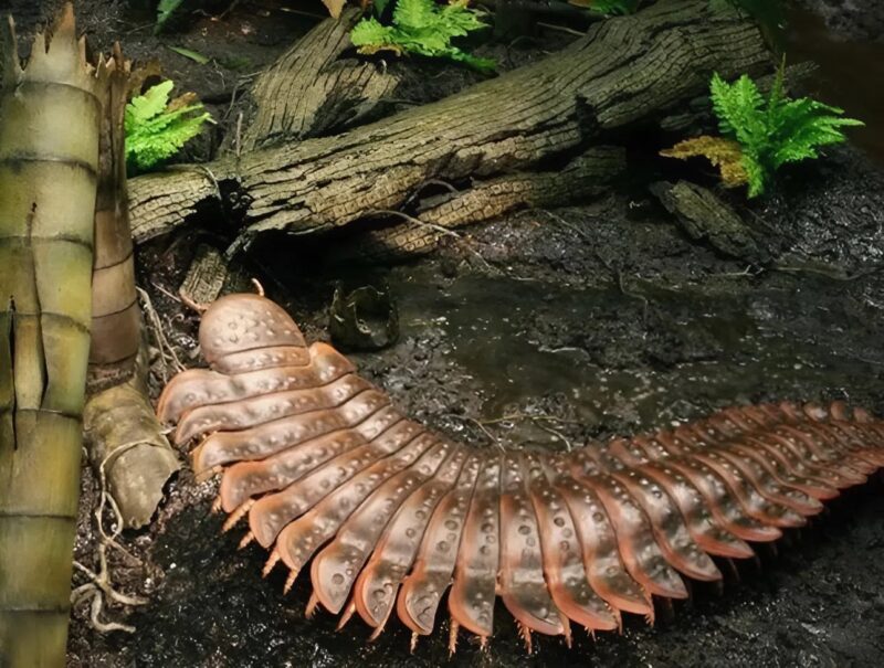 Az Arthropleura, egy akár 2,7 méter hosszúra is megnőhetett élőlény, a valaha ismert legnagyobb ízeltlábú volt, értéke pedig minden képzeletet felülmúl.