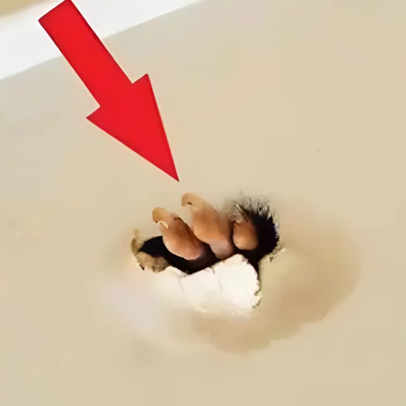 Egy nő váratlan felfedezést tett otthona mennyezetén: amit ott talált, az valóban hihetetlen.