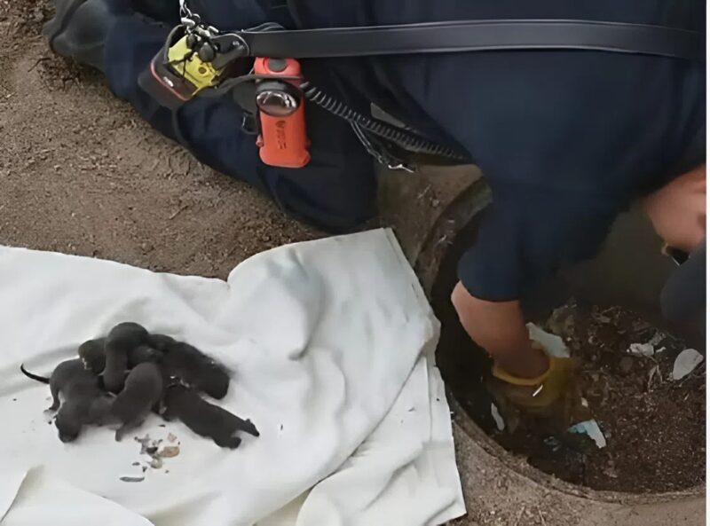 A tűzoltók 8 kiskutyát mentettek ki egy aknából: röviddel azután, hogy rájöttek, hogy nem kölykök.