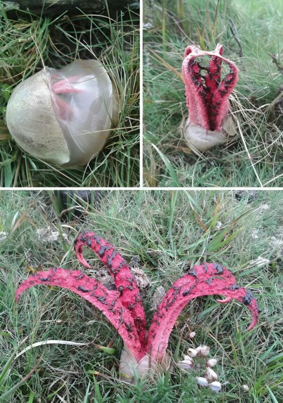 Először azt hittem, férgeket látok rajta. Csak alaposabb vizsgálat után jöttem rá, mennyire tévedtem, és hogy miről is van szó.