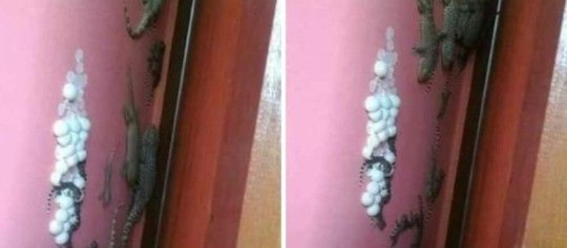 „Egy szürke gyík petéi, amelyeket házunk falának mélyén találtak, egy olyan titkot rejtettek, amiről semmit sem tudtunk: szánalmunk végzetes hibává változott, megnyitva az ismeretlen kapuját.”