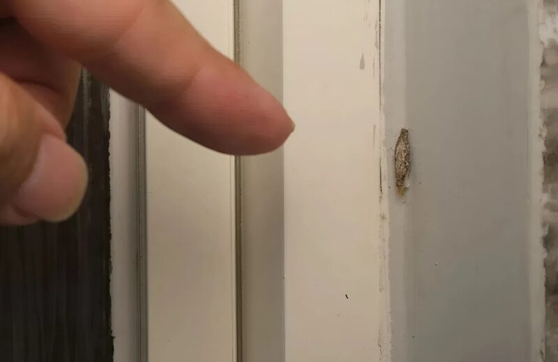 Észrevettem valami furcsát a ruhámon, és azt hittem, csak egy folt, de amikor jobban megnéztem, rájöttem, hogy a furcsa tárgy mozog.