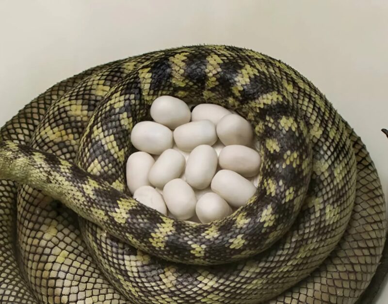 Egy idős férfi több száz, furcsa, kerek, tojás alakú tárgyat talált az erkélye alatt. Amikor feltörte az egyik tojást, megdöbbenve látta, mi van benne.