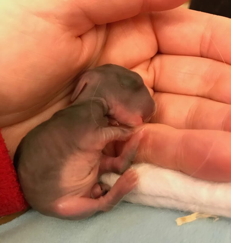 Találtam egy kiskutyát a kertünkben, és nem tudtam otthagyni anélkül, hogy segítsek neki. De amikor felnőtt, meglepődtem, hogy milyen állat is az.