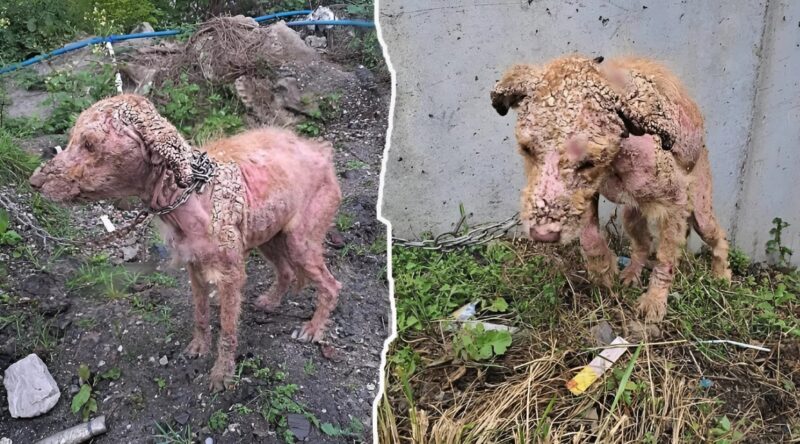 Egy távoli farmon láncra verve és elfeledve az 5 hónapos kiskutya soha nem gondolta volna, hogy szabad lesz, és így néz ki most.