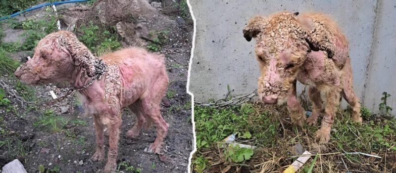 Egy távoli farmon láncra verve és elfeledve az 5 hónapos kiskutya soha nem gondolta volna, hogy szabad lesz, és így néz ki most.