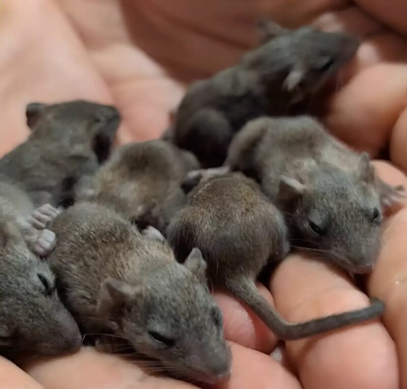 A család kinyitja a karácsonyfadobozt, és egy ritka fiókákkal teli fészket találnak. Az volt az.
