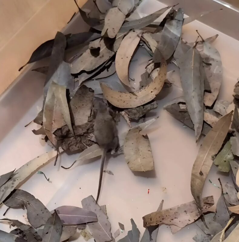 A család kinyitja a karácsonyfadobozt, és egy ritka fiókákkal teli fészket találnak. Az volt az.