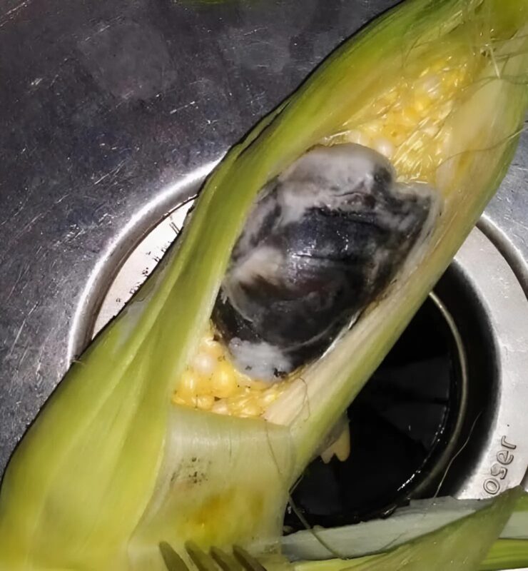 Vettem egyiptomi kukoricát, és amikor elkezdtem tisztítani, valami furcsa, fekete dolgot láttam benne. Megdöbbentem, amikor rájöttem, hogy mi az.