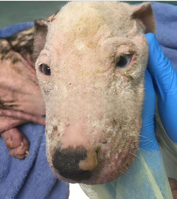 A 4 hónapos pitbull, Chase és testvérei megmentése és kezelése. Így néz ki, és mi történt vele.