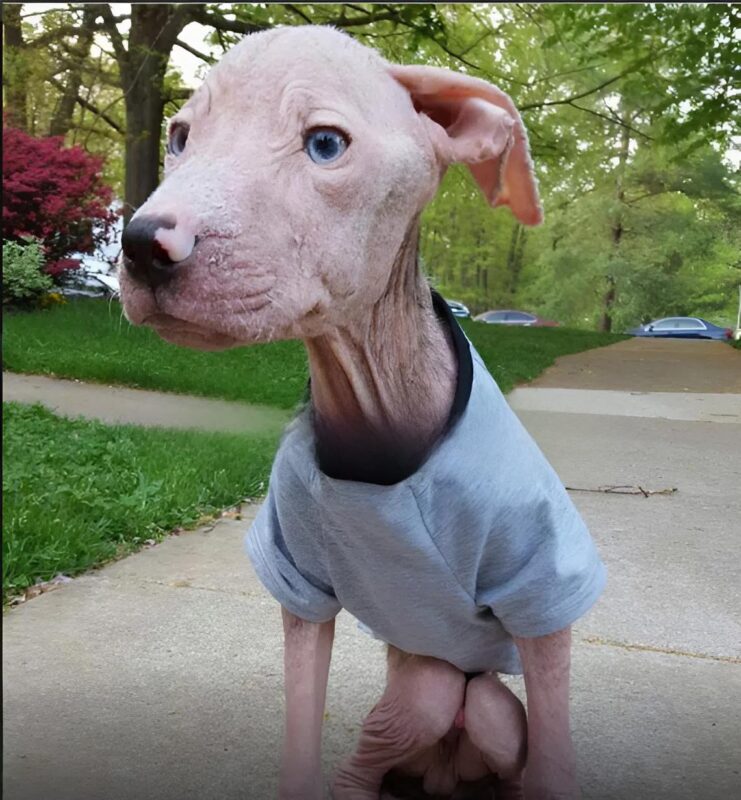 A 4 hónapos pitbull, Chase és testvérei megmentése és kezelése. Így néz ki, és mi történt vele.