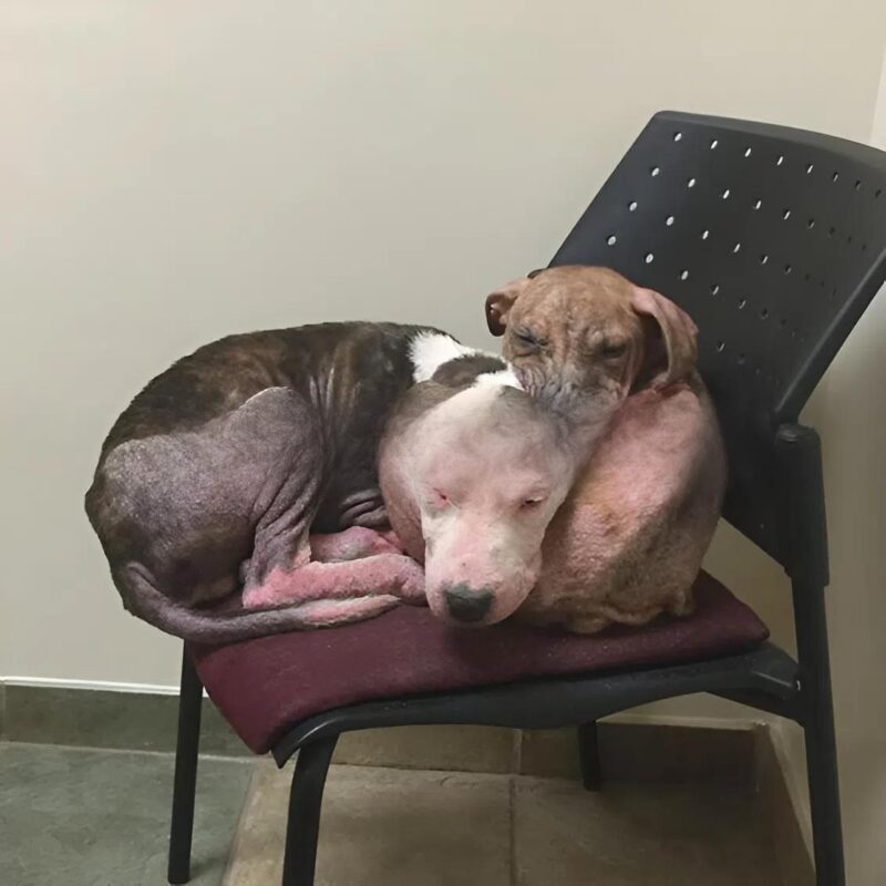 A 4 hónapos pitbull, Chase és testvérei megmentése és kezelése. Így néz ki, és mi történt vele.