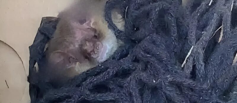 A háztulajdonos észrevesz egy szőrös fejet, ami kilóg egy halom háló közül az udvarán. Íme, mi volt az.