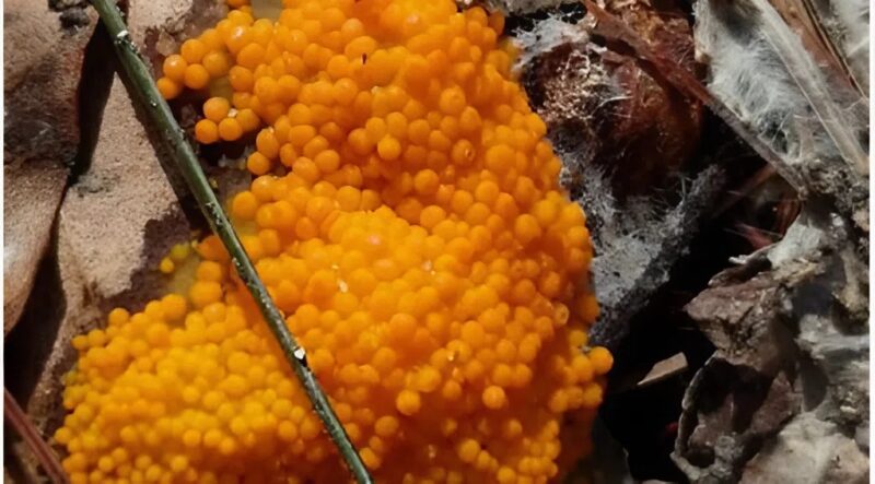 Kimentem a parkba csak sétálni, de el sem tudtam képzelni, hogy a séta pár perc alatt rémálommá válik, ami sokáig megmarad az emlékezetemben.