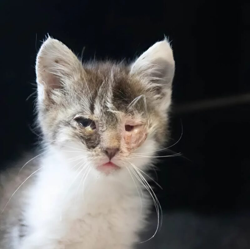 Sorsok, egy ajtó és egy döntés, ami nemcsak az állatok, hanem az emberek életét is megváltoztatta.