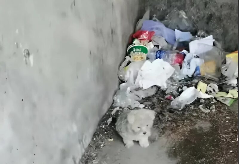 Egy éhes kiskutya élete egy szempillantás alatt megváltozott – ekkor történt vele egy csoda, ami teljesen megváltoztatta a jövőjét.