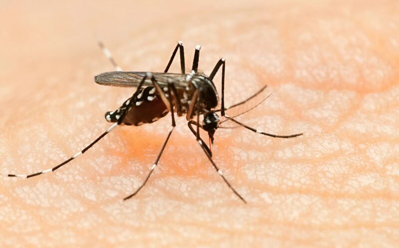 Senki sincs biztonságban a Zika-vírustól: megerősítés, hogy a szúnyogok által terjesztett vírus a meg nem született csecsemők fejét zsugorítja... és egy vészjósló figyelmeztetés.