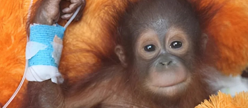 „Most egy fény csillan szomorú, sötét szemeiben.” Egy haldokló orangutánkölyök, akit elszakítottak anyjától a borneói esőerdőben, és egyedül tartottak egy sötét ketrecben, és íme, mi történt.