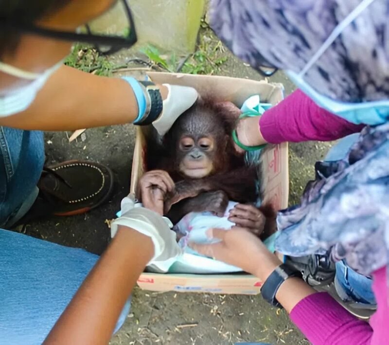 „Most egy fény csillan szomorú, sötét szemeiben.” Egy haldokló orangutánkölyök, akit elszakítottak anyjától a borneói esőerdőben, és egyedül tartottak egy sötét ketrecben, és íme, mi történt.