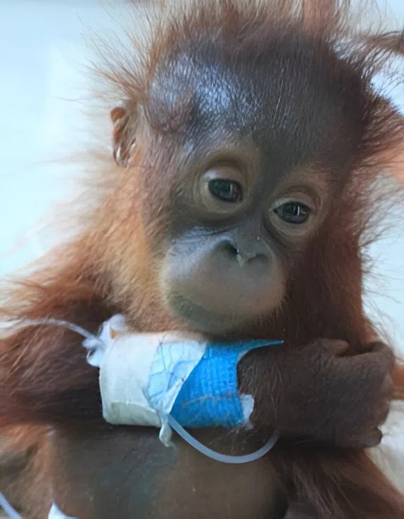 „Most egy fény csillan szomorú, sötét szemeiben.” Egy haldokló orangutánkölyök, akit elszakítottak anyjától a borneói esőerdőben, és egyedül tartottak egy sötét ketrecben, és íme, mi történt.