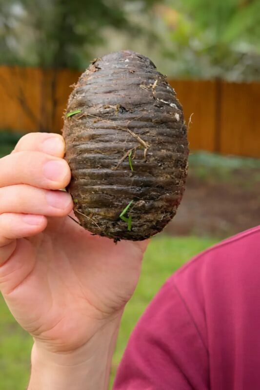 Véletlenül találtam ezt a furcsa dolgot a kertemben, és meglepődtem, amikor megtudtam, mi az.