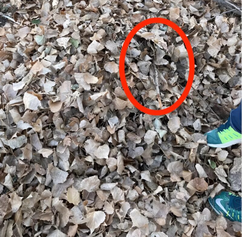 Hangokat hallanak az erdő levelei alól, és gyorsan kinyitják, valami váratlan dolgot látva.