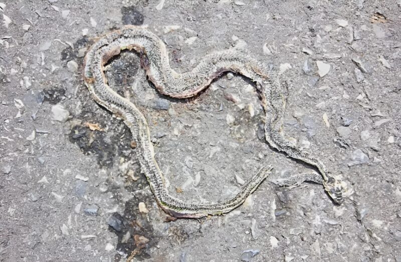 Vettem egy új kanapét, és a kutyám azonnal elkezdte kaparni és rágcsálni. Nem bírtam tovább, ezért levágtam az anyagot és belenéztem a kanapéba.