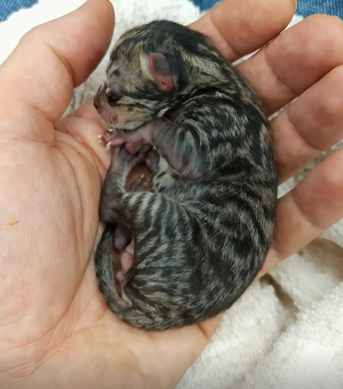 Azt hitték, megmentettek egy kiscicát, de kiderült, hogy valaki más volt.