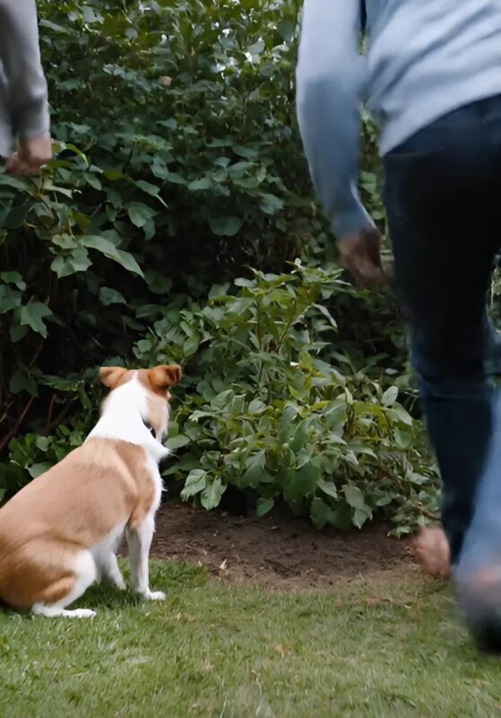 Max, a kutya, elvezette a kis Lucast egy rejtett dobozhoz, ami feltárt egy elképesztő titkot, amit évtizedekig őriztek a kertben.