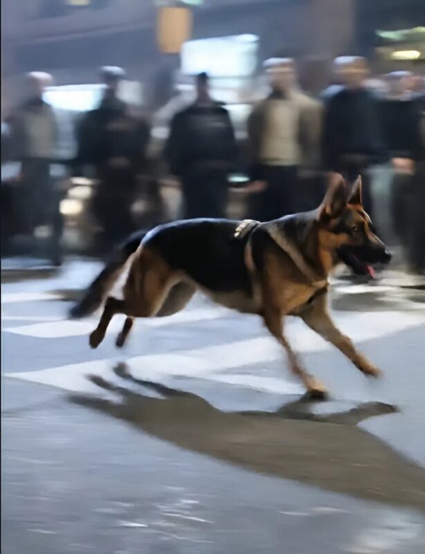 A rendőrkutya hirtelen megáll, a magányos fiú felé rohan, és egy régi fényképen keresztül felfed egy évek óta rejtett titkot.
