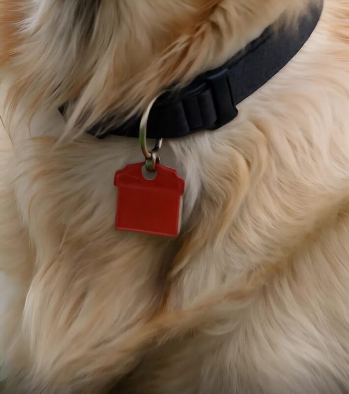Az arany-retriever addig üldözte a buszt, amíg az meg nem állt, és az idős utas felismerte a kutya nyakörvéről lógó piros tárgyat.